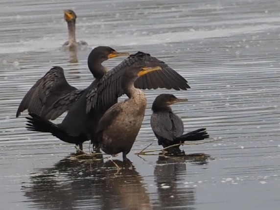 Neotropic Cormorant - ML643327375