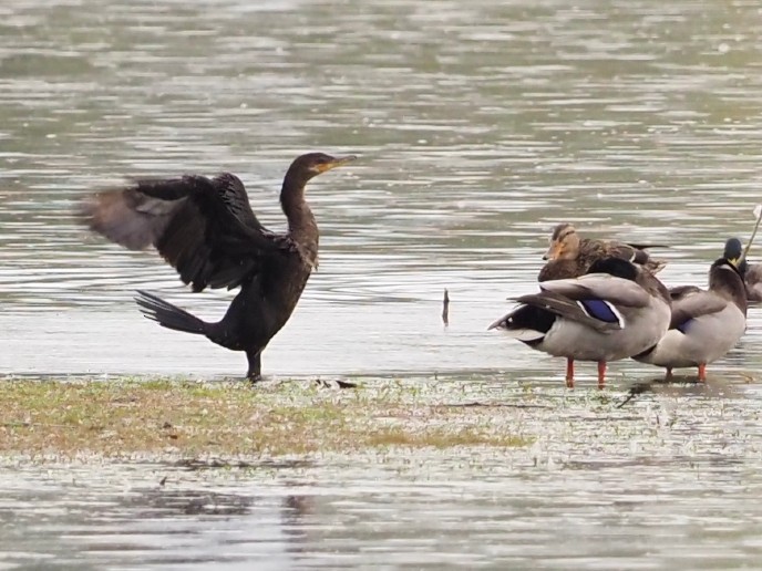 Neotropic Cormorant - ML643327376