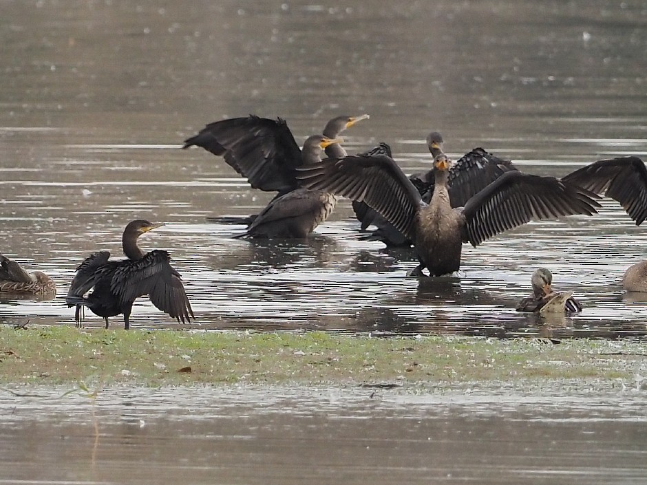 Neotropic Cormorant - ML643327377