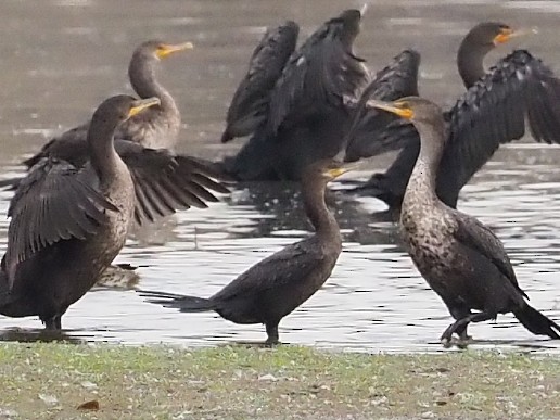 Neotropic Cormorant - ML643327378