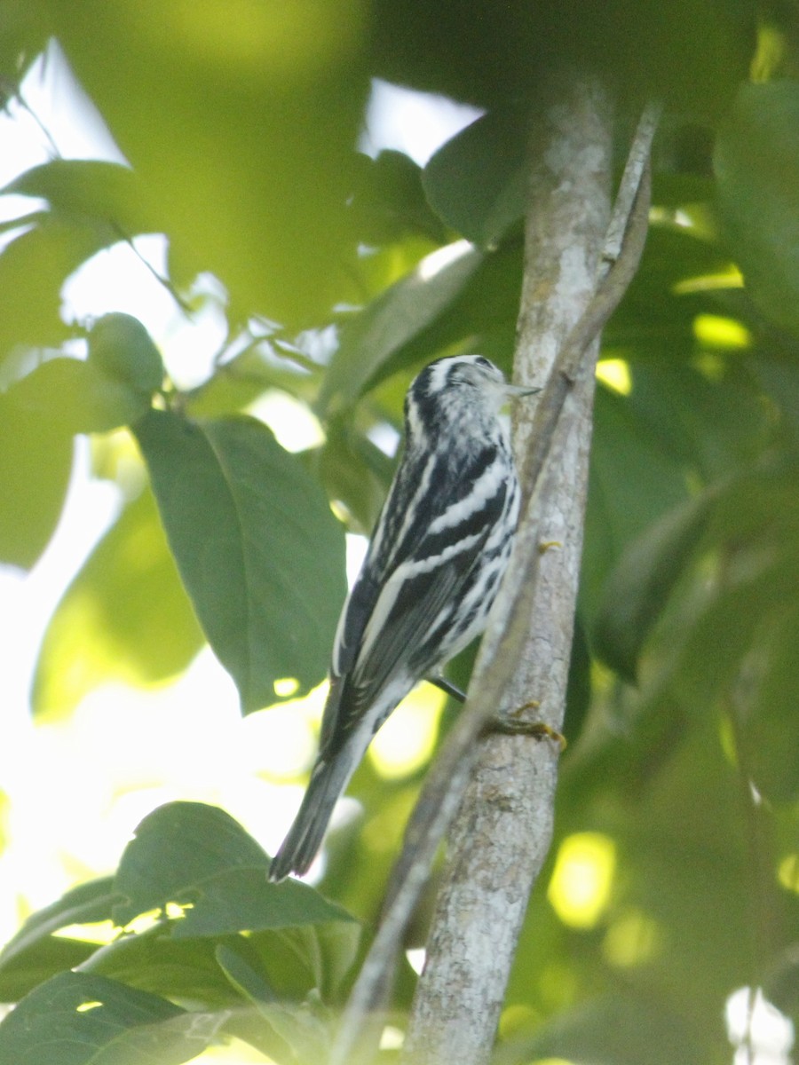Black-and-white Warbler - ML643327380