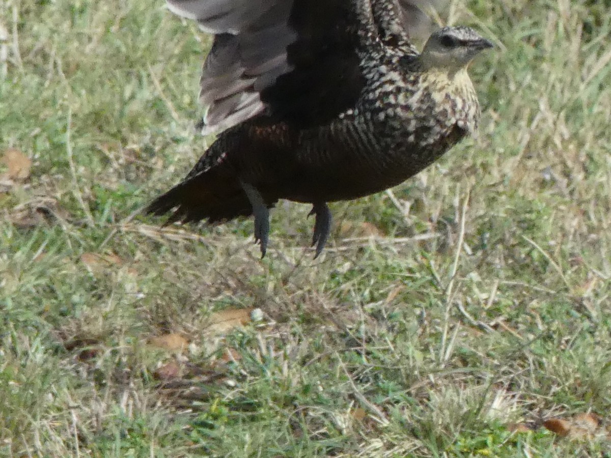 Yellow-throated Sandgrouse - ML643327395