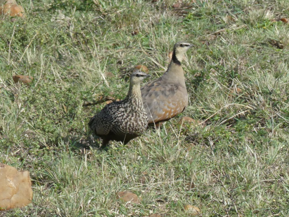 Yellow-throated Sandgrouse - ML643327396