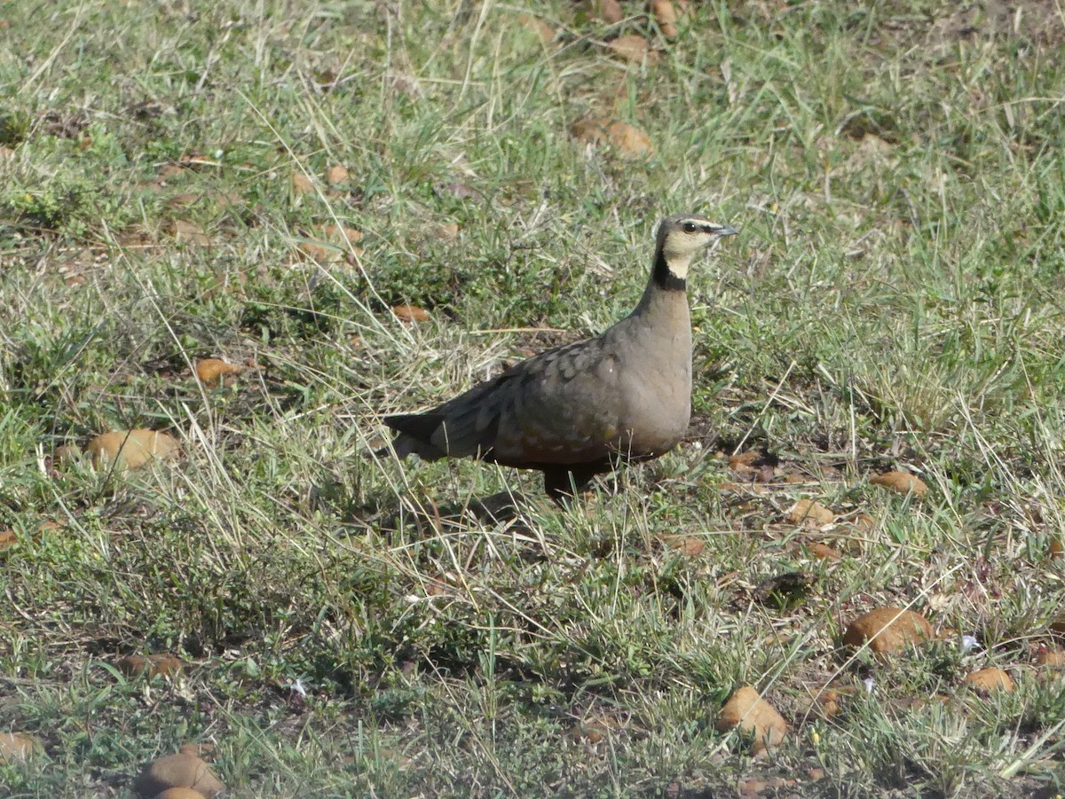 Yellow-throated Sandgrouse - ML643327397