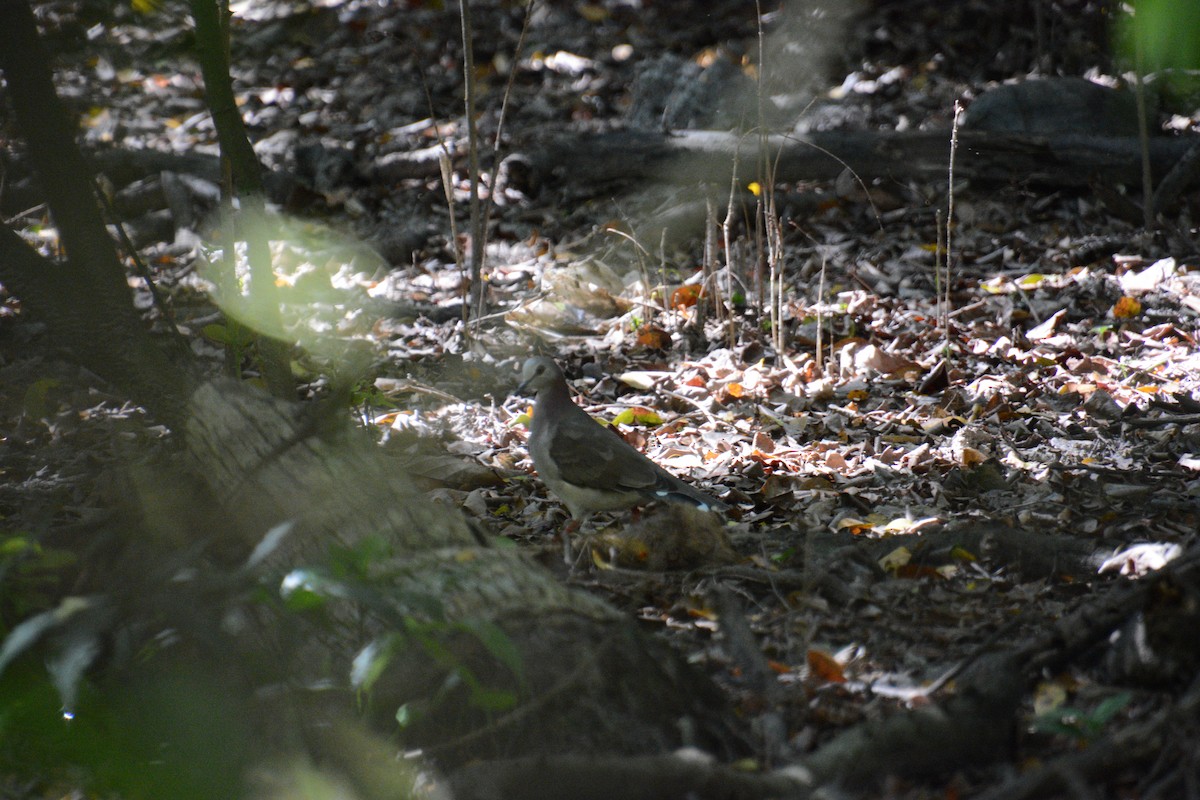 Caribbean Dove - ML643327404