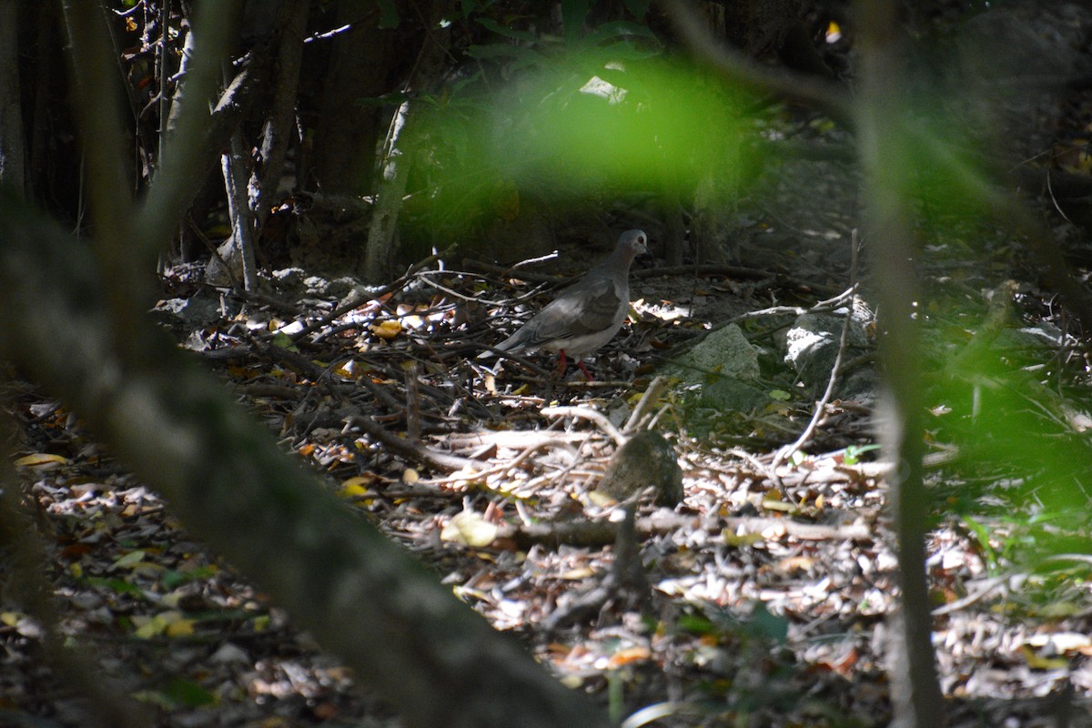 Caribbean Dove - ML643327405