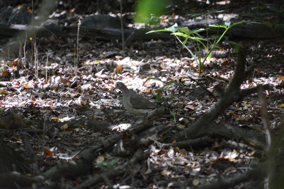 Caribbean Dove - ML643327406