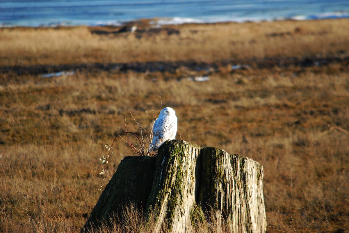 Harfang des neiges - ML643327422