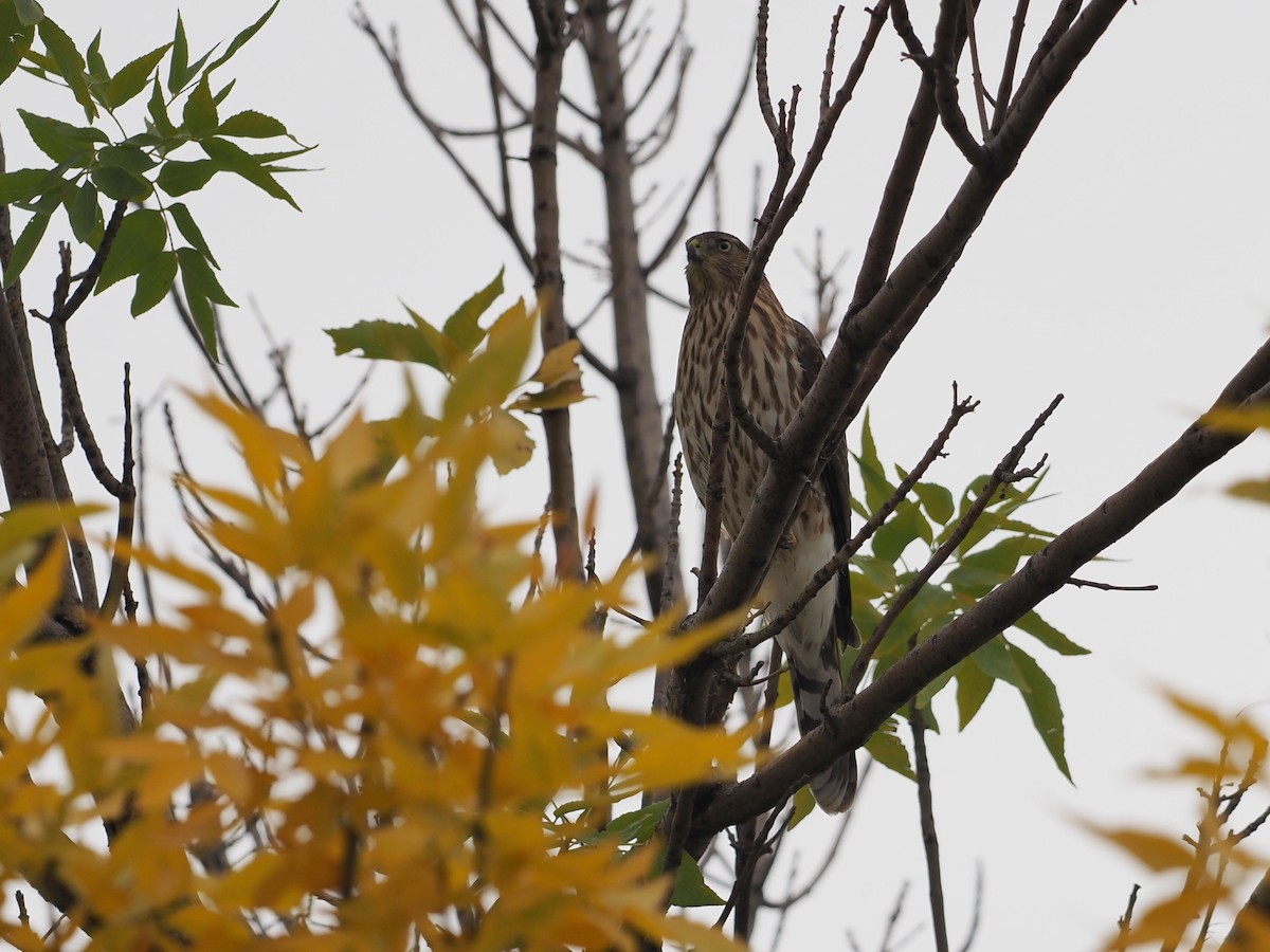 Cooper's Hawk - ML643327425