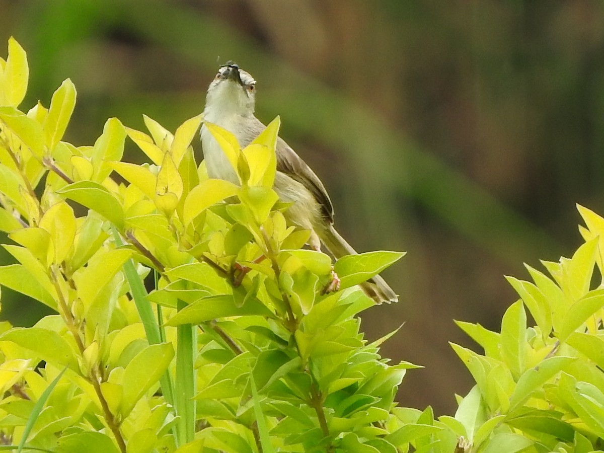 Tawny-flanked Prinia - ML643327434