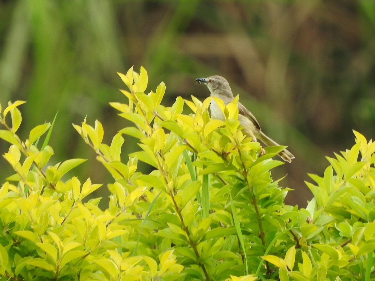 Tawny-flanked Prinia - ML643327435