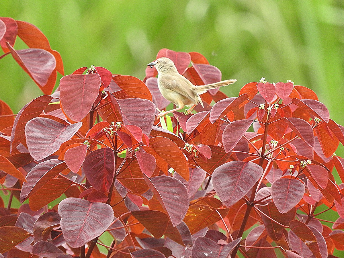 Tawny-flanked Prinia - ML643327436