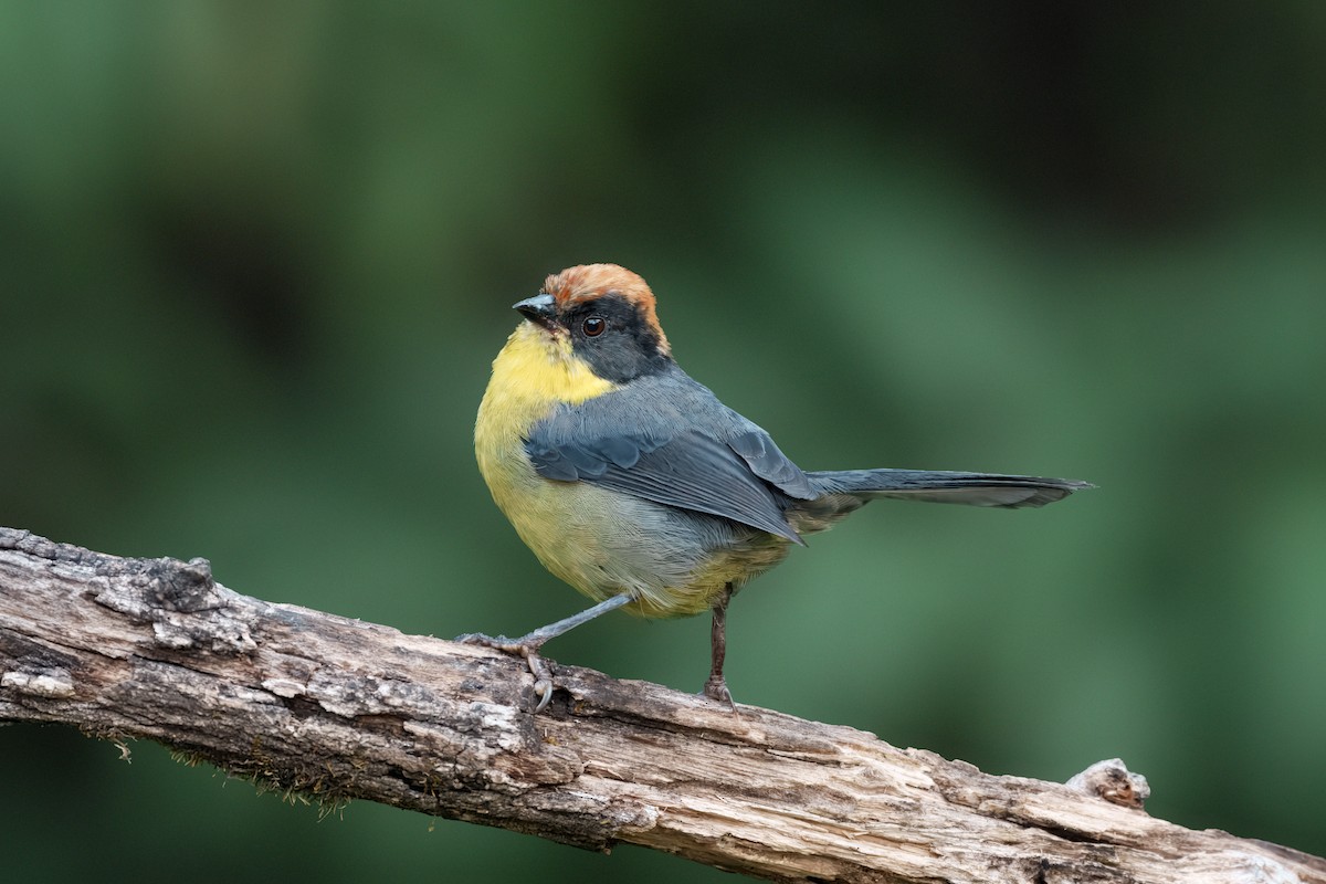 Atlapetes Pechiamarillo - ML643327438