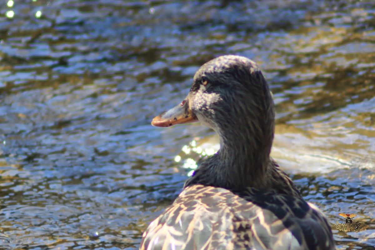 綠頭鴨 - ML643327439