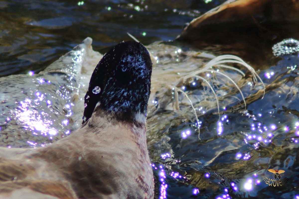 綠頭鴨 - ML643327440