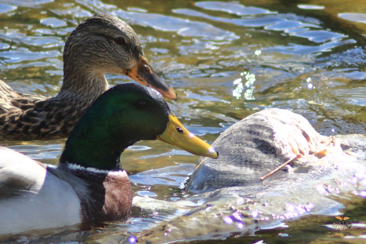 綠頭鴨 - ML643327443