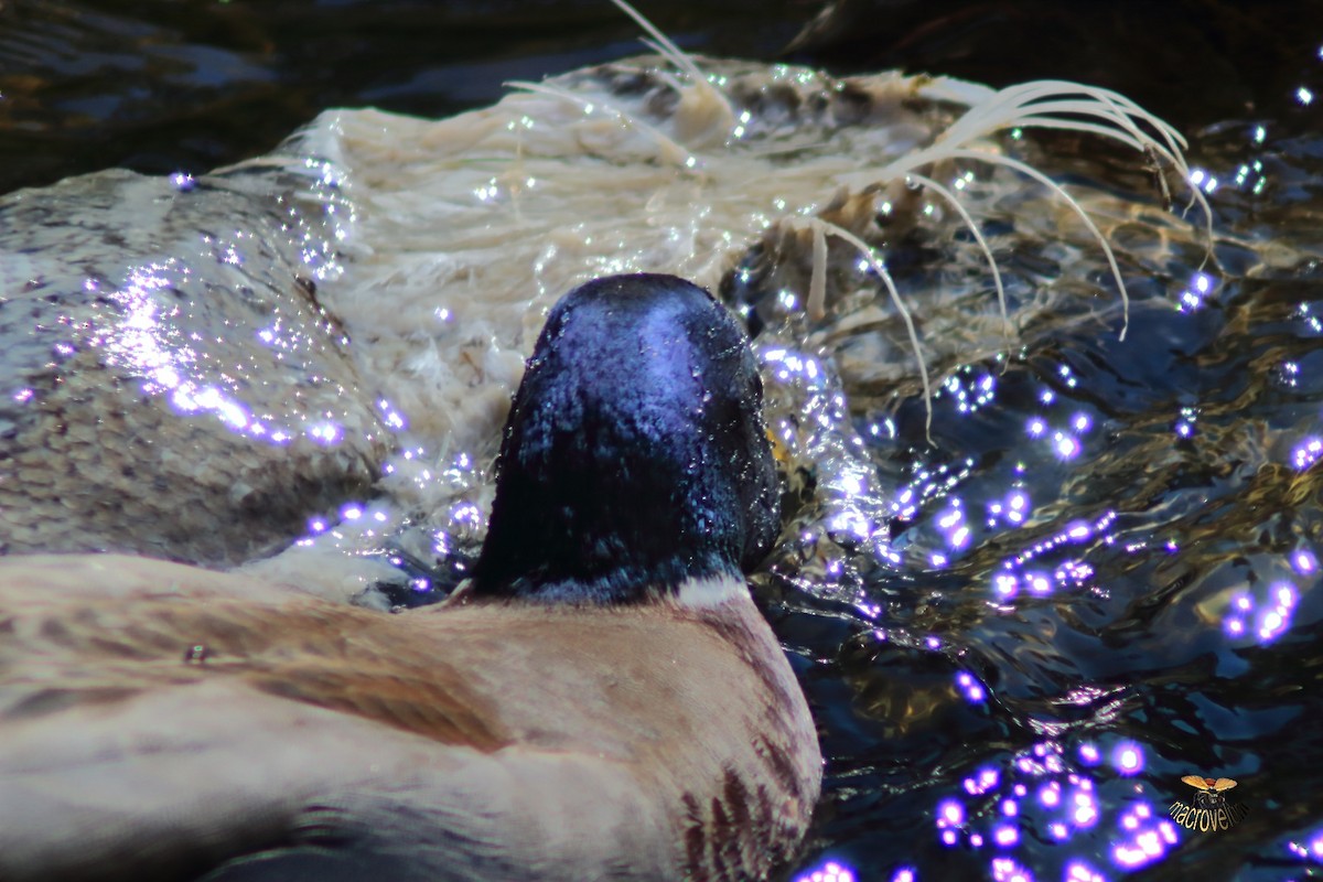 綠頭鴨 - ML643327444