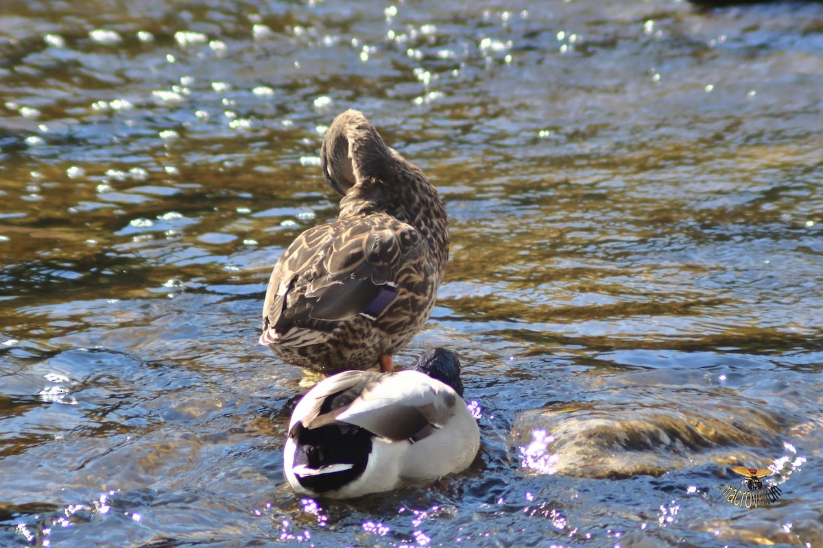 綠頭鴨 - ML643327445