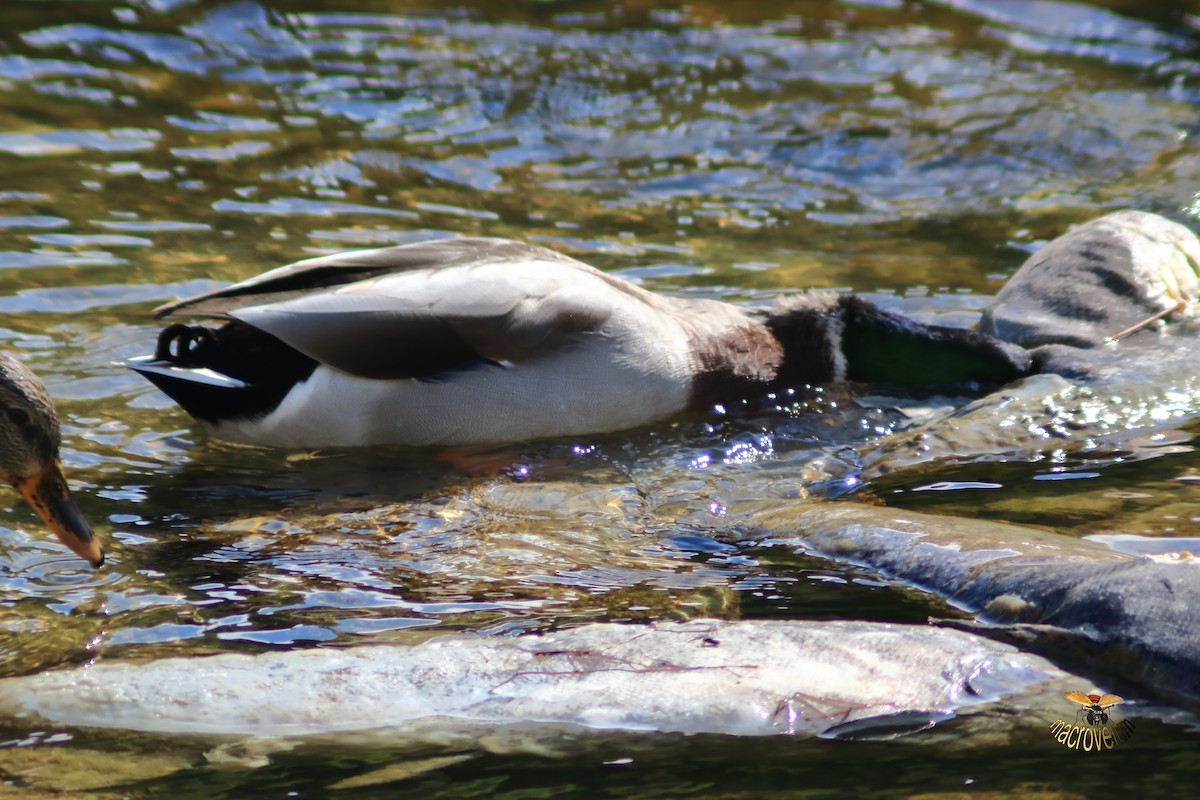 綠頭鴨 - ML643327446