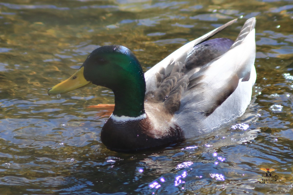 綠頭鴨 - ML643327447