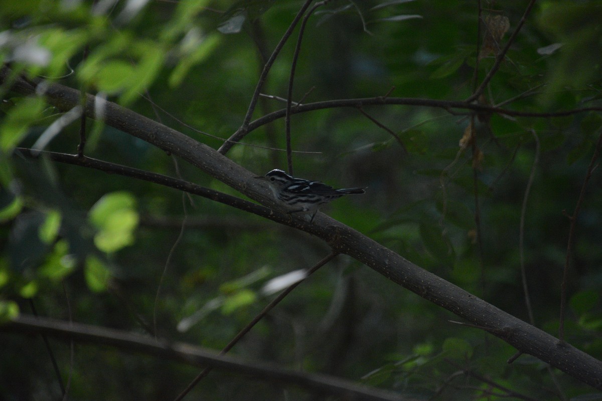 Black-and-white Warbler - ML643327469