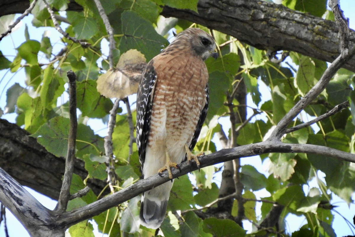 Red-shouldered Hawk - ML643327497