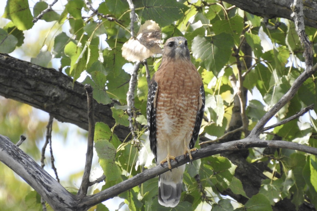 Red-shouldered Hawk - ML643327498