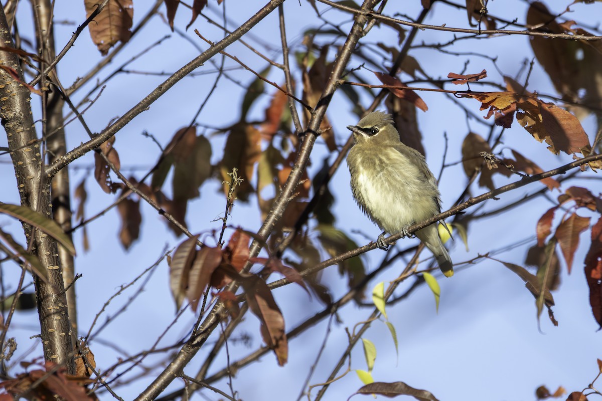 Cedar Waxwing - ML643327499