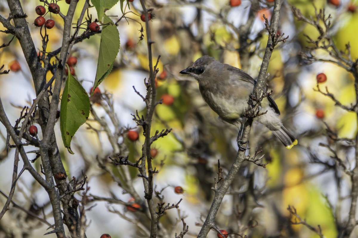 Cedar Waxwing - ML643327500
