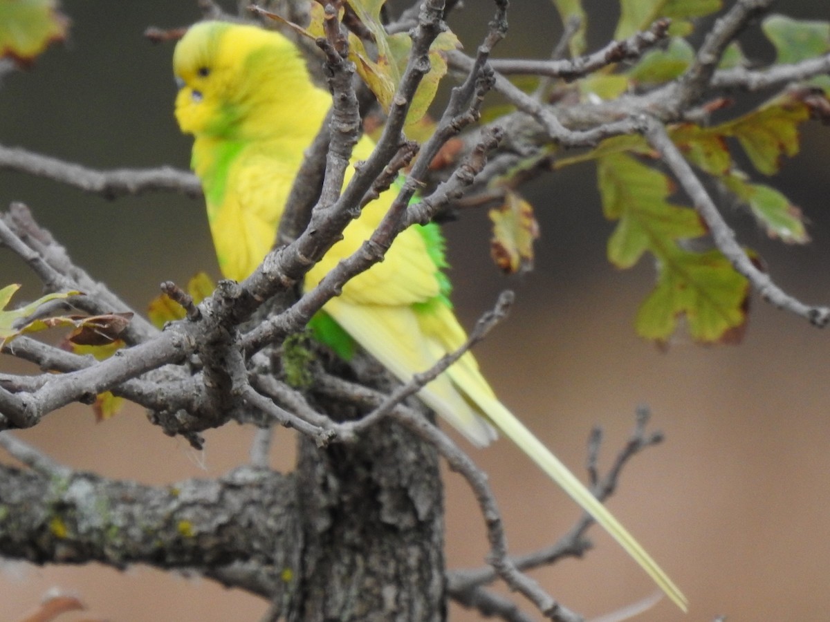 Budgerigar (Domestic type) - ML643327516