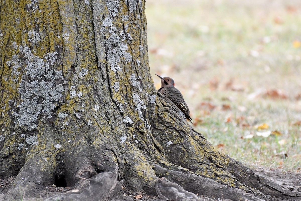 ハシボソキツツキ - ML643327517