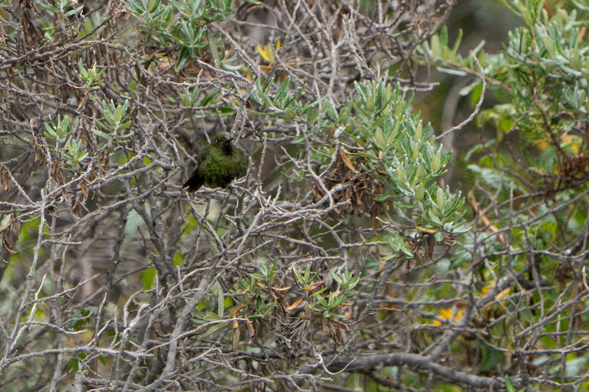 Viridian Metaltail - ML643327518