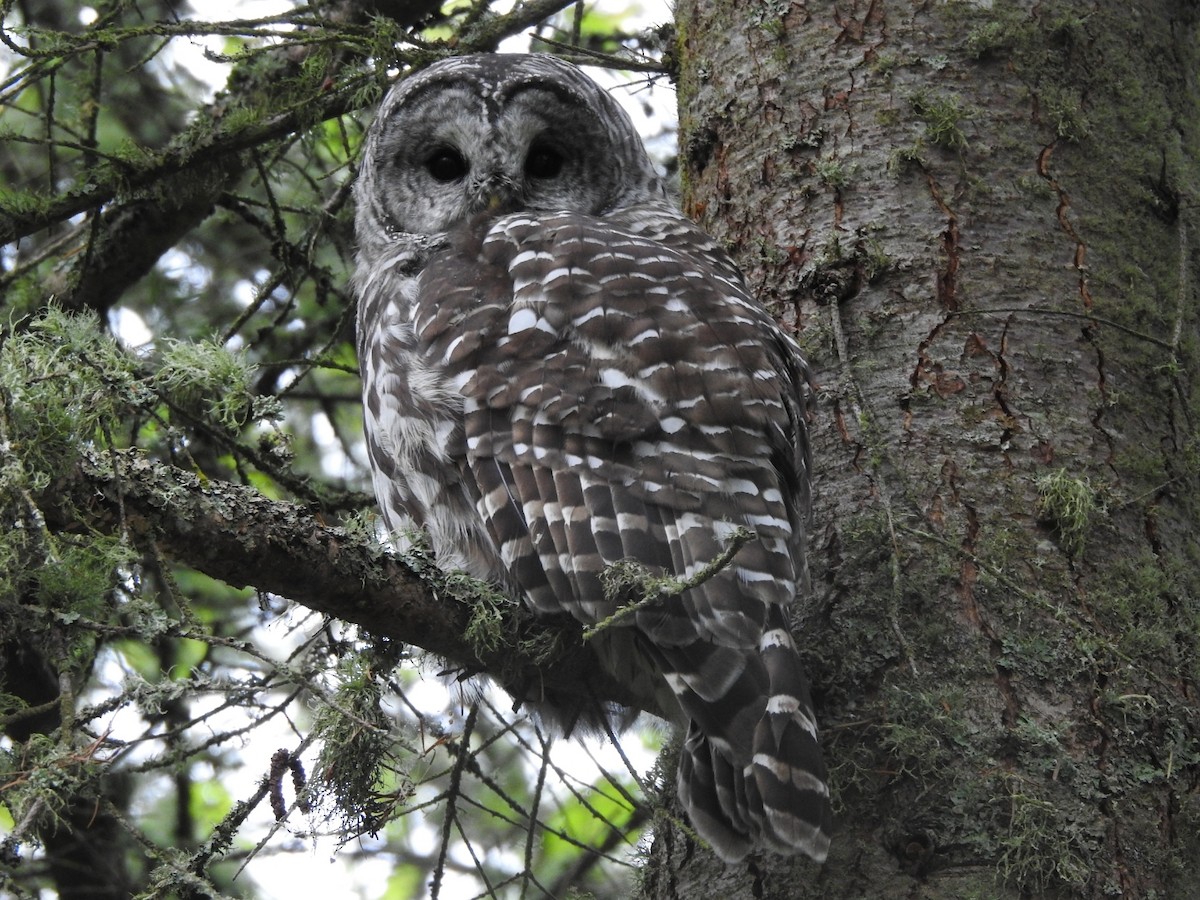Barred Owl - ML643327536