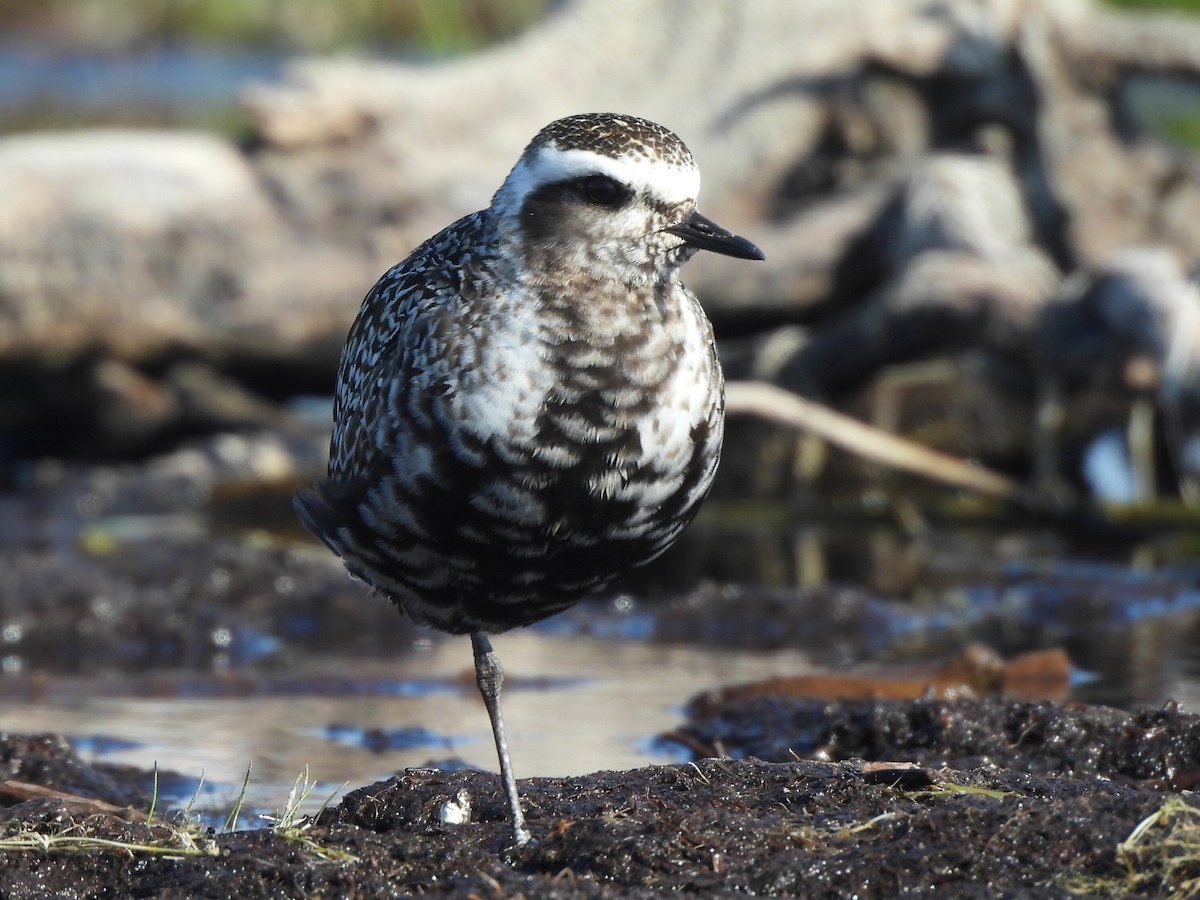 American Golden-Plover - ML643327542