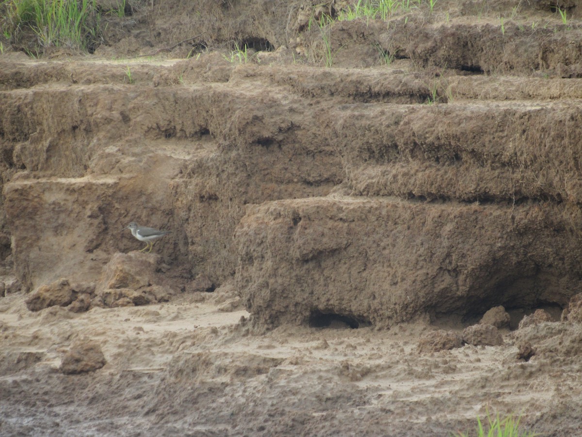 eremittsnipe - ML643327549