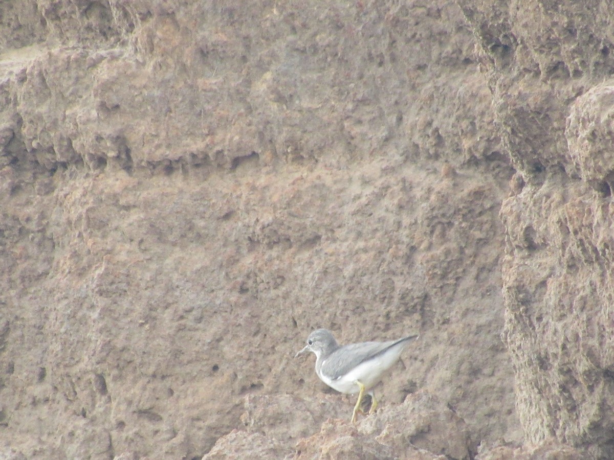 eremittsnipe - ML643327550