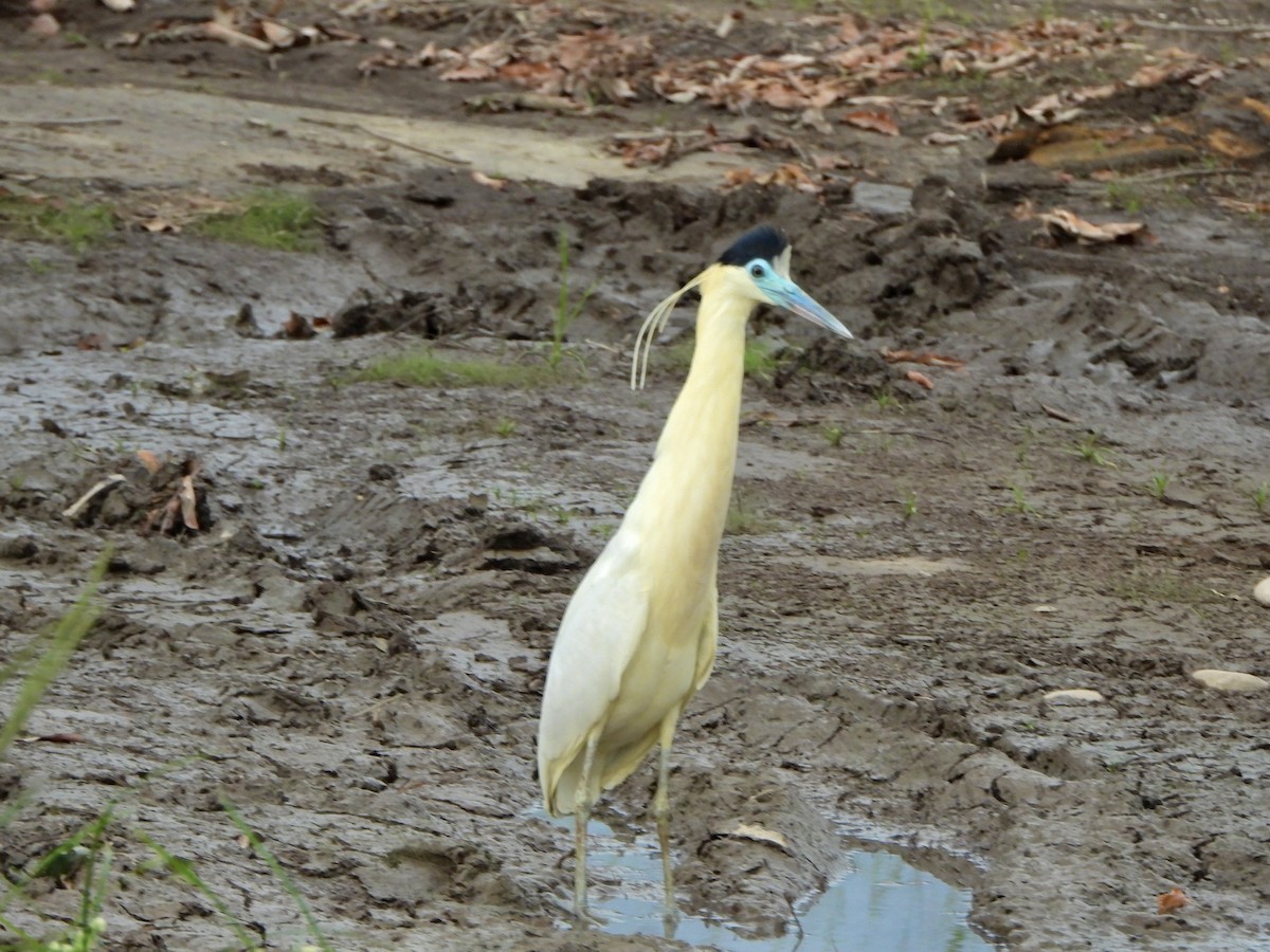 Capped Heron - ML643327551