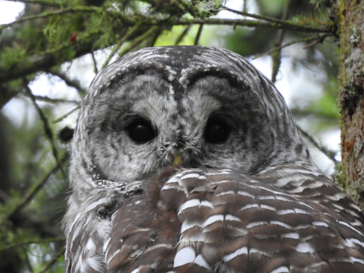 Barred Owl - ML643327552