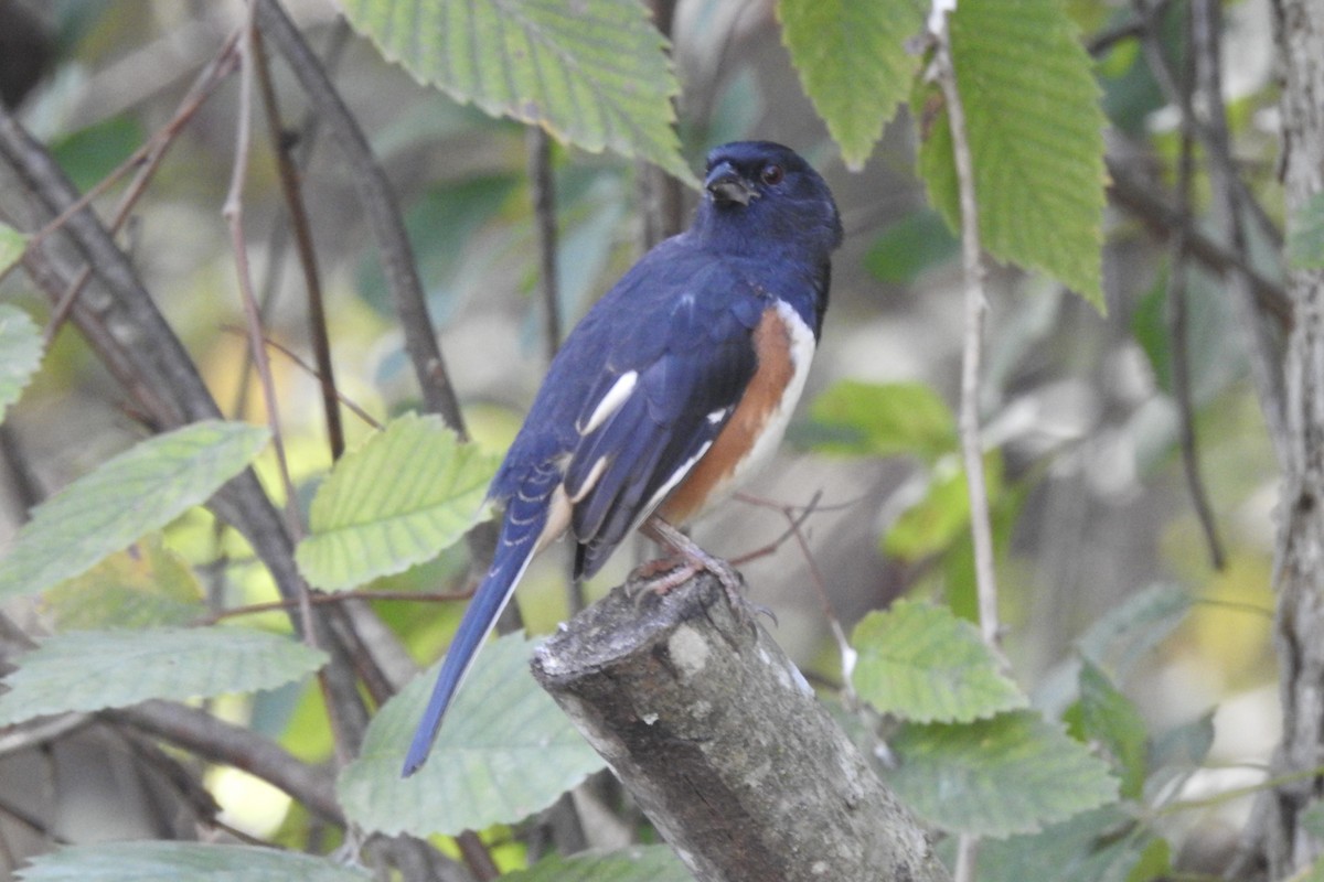 Eastern Towhee - ML643327553