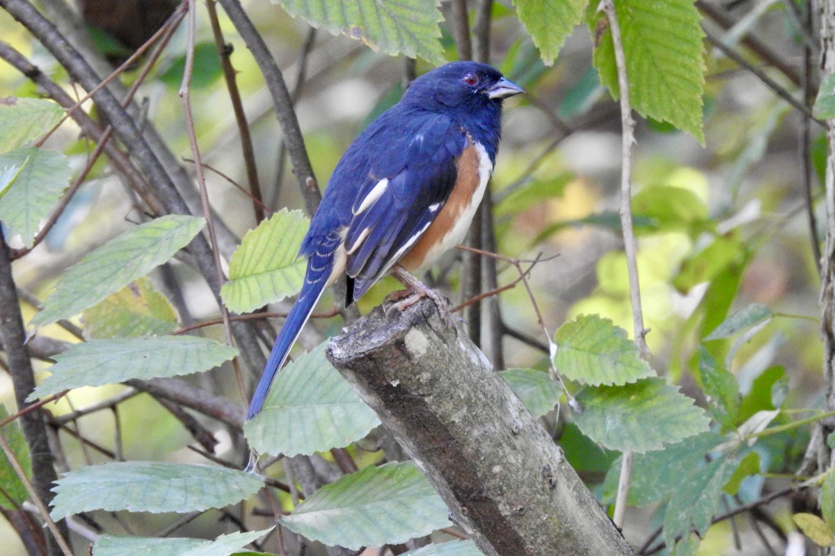 Eastern Towhee - ML643327554
