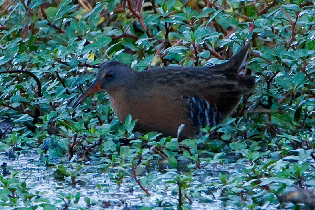 Virginia Rail - ML643327560