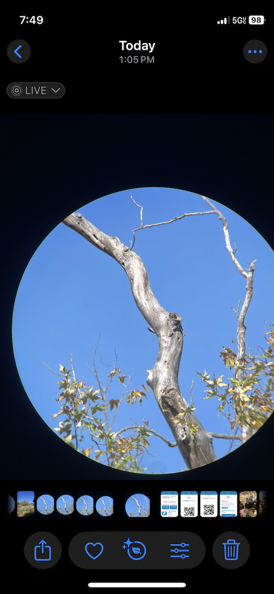 Acorn Woodpecker - ML643327582