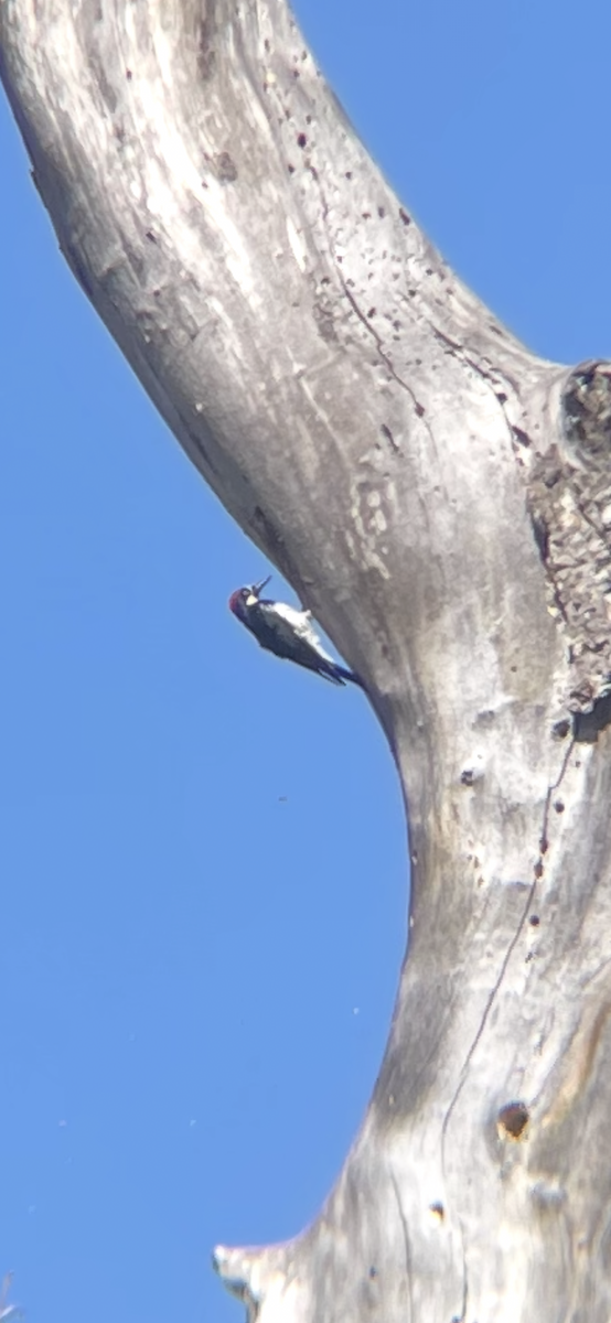 Acorn Woodpecker - ML643327586