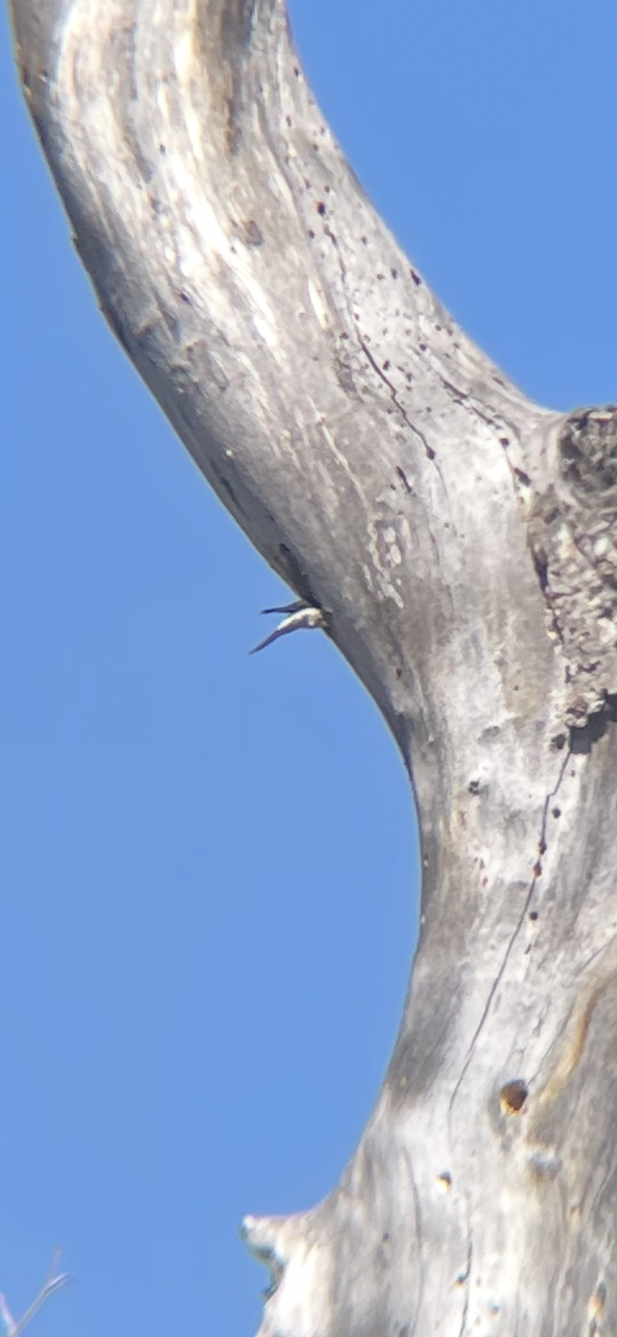 Acorn Woodpecker - ML643327588