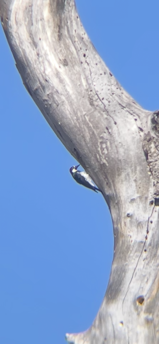 Acorn Woodpecker - ML643327590
