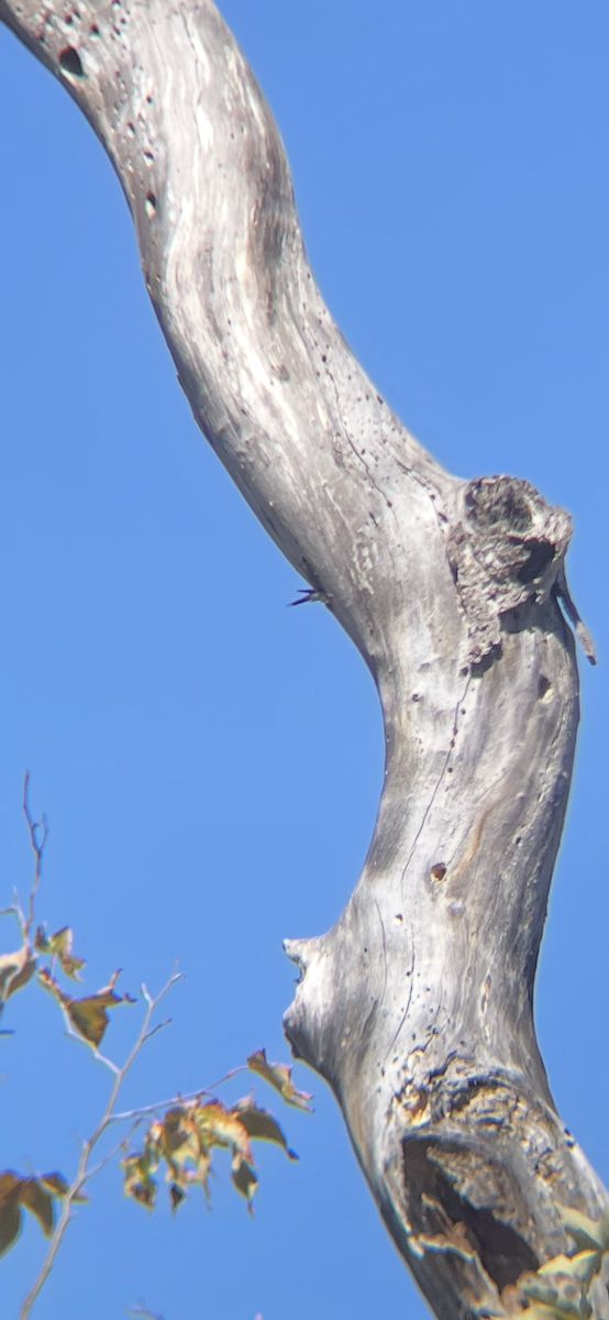 Acorn Woodpecker - ML643327591