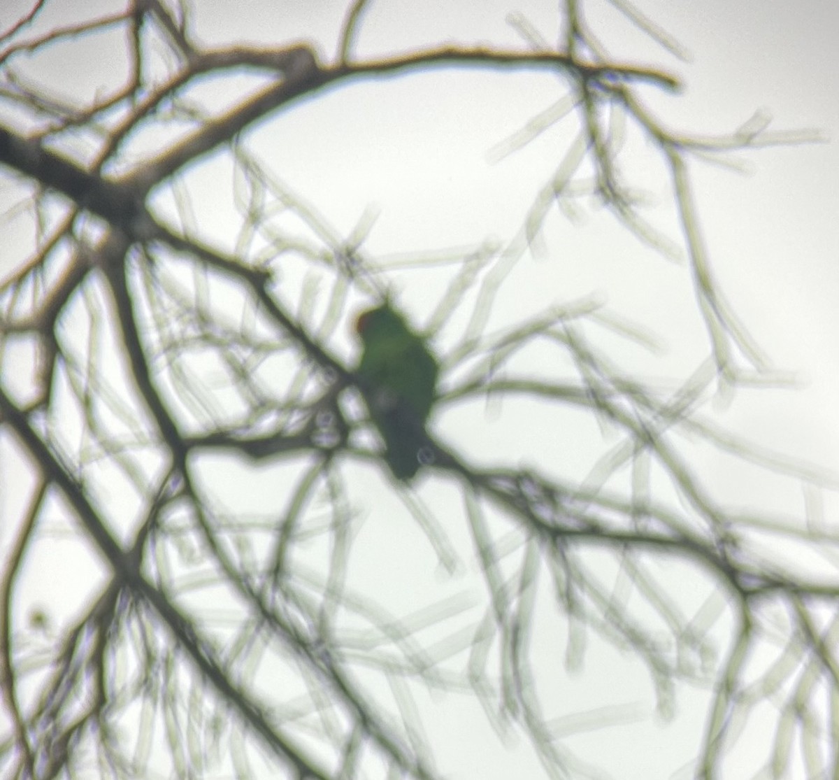 Moluccan Hanging-Parrot - ML643327592