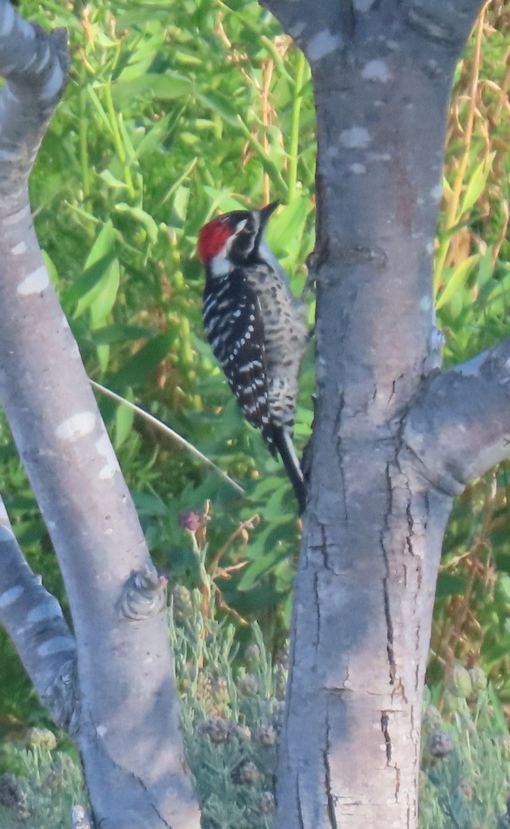 Nuttall's Woodpecker - ML643327608