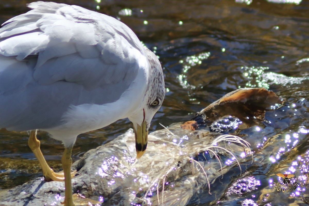 Ring-billed Gull - ML643327614