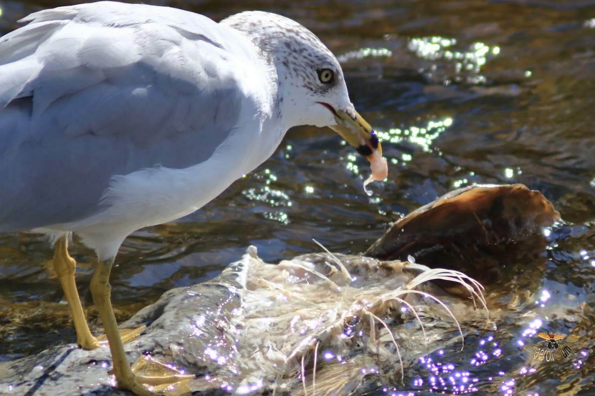 Ring-billed Gull - ML643327615